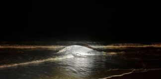 A humpback whale on a beach at night