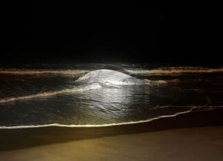 A humpback whale on a beach at night