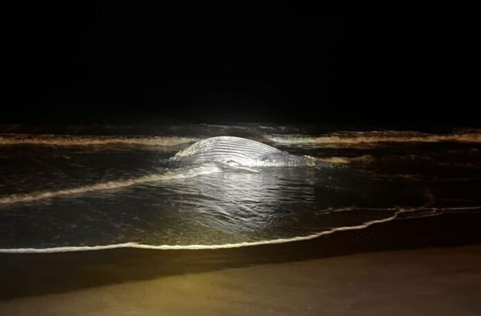 A humpback whale on a beach at night