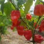 Red hababnero chilis growing on a bush