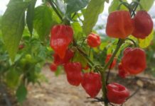 Red hababnero chilis growing on a bush