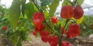 Red hababnero chilis growing on a bush