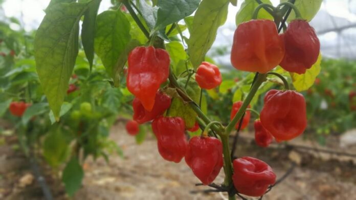 Red hababnero chilis growing on a bush