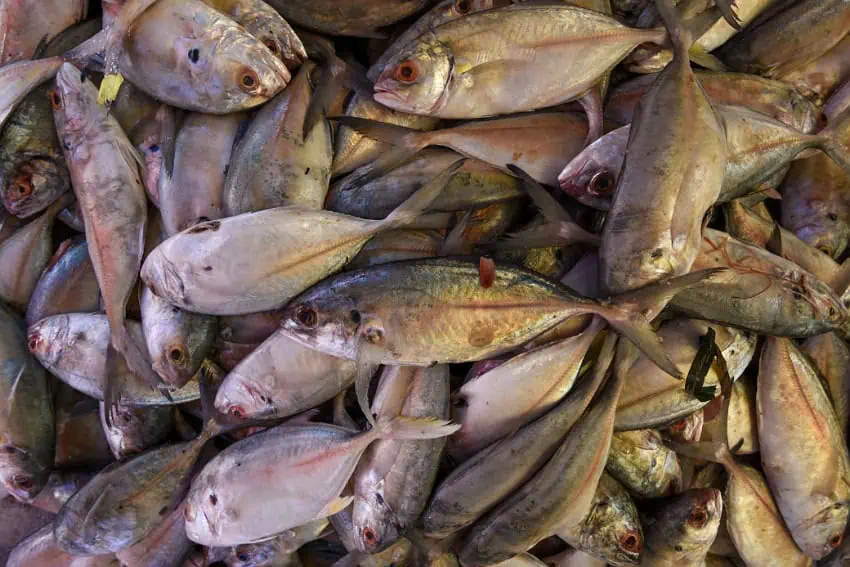 Fishermen report a massive fish die-off in Guerrero reservoir