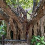 A walking tree in Yucatán, Mexico