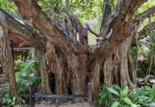 A walking tree in Yucatán, Mexico