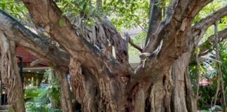 A walking tree in Yucatán, Mexico