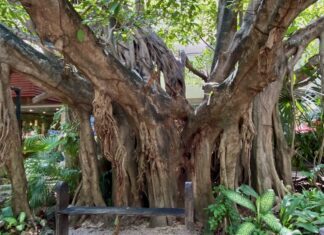 A walking tree in Yucatán, Mexico