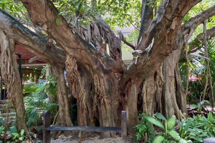 A walking tree in Yucatán, Mexico