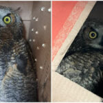 Side by side photos of an white and brown owl looking out with yellow eyes from a cardboard box