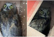 Side by side photos of an white and brown owl looking out with yellow eyes from a cardboard box