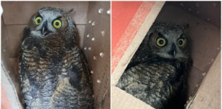 Side by side photos of an white and brown owl looking out with yellow eyes from a cardboard box