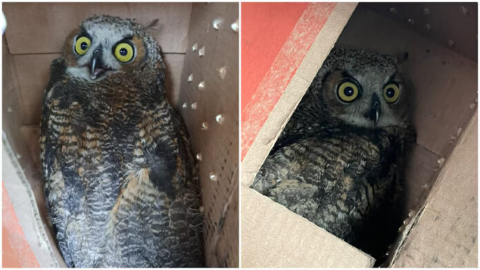 Side by side photos of an white and brown owl looking out with yellow eyes from a cardboard box