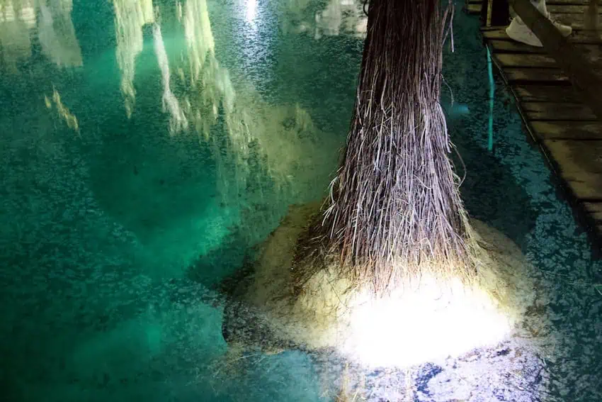 A walking tree in Mexico, with roots in a cenote