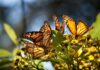 Monarch butterflies landed on plants