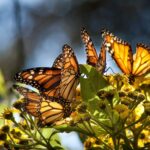 Monarch butterflies landed on plants