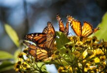 Monarch butterflies landed on plants