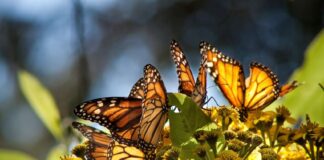 Monarch butterflies landed on plants