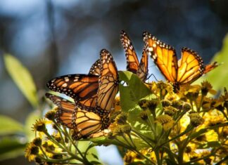 Monarch butterflies landed on plants