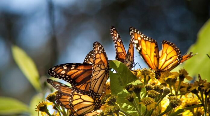 Monarch butterflies landed on plants