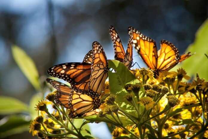 Monarch butterflies landed on plants