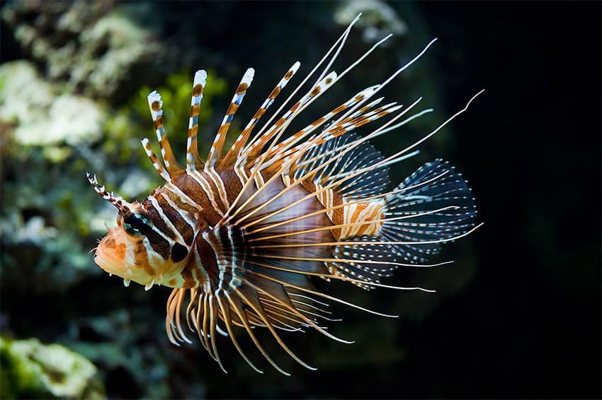 A lionfish like those that are invasive in Veracruz