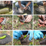 Numerous small photos of archaeologists' hands grinding corn, beans and chile using stones, as ancient Xochimilco farmers did