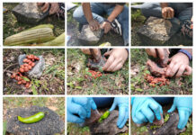 Numerous small photos of archaeologists' hands grinding corn, beans and chile using stones, as ancient Xochimilco farmers did