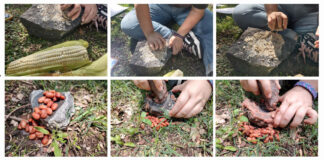 Numerous small photos of archaeologists' hands grinding corn, beans and chile using stones, as ancient Xochimilco farmers did