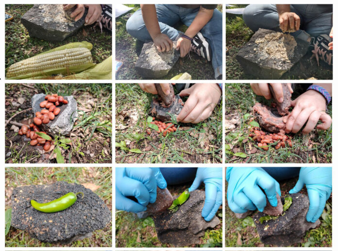 Numerous small photos of archaeologists' hands grinding corn, beans and chile using stones, as ancient Xochimilco farmers did