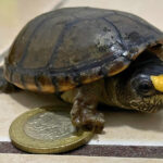 An endangered Vallarta mud turtle next to a Mexican 10-peso coin