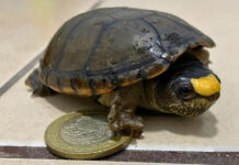 An endangered Vallarta mud turtle next to a Mexican 10-peso coin