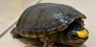 An endangered Vallarta mud turtle next to a Mexican 10-peso coin