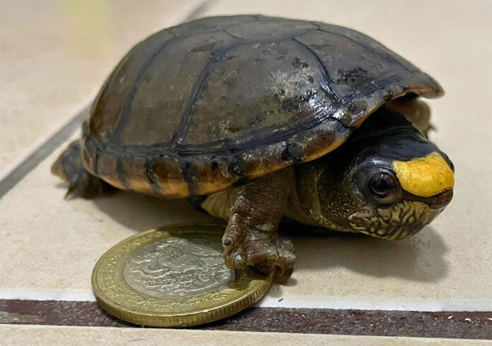 An endangered Vallarta mud turtle next to a Mexican 10-peso coin