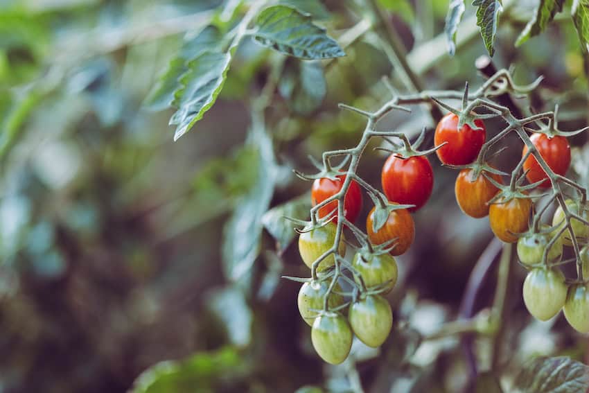 A tomato plant