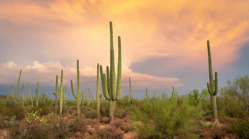 Cacti in the Sonoran desert