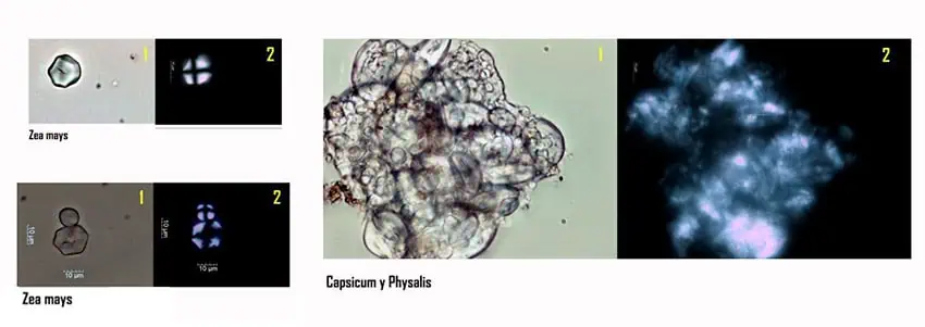 Microscope photos of starch molecules found on the Xochimilco farmers' grinding tools