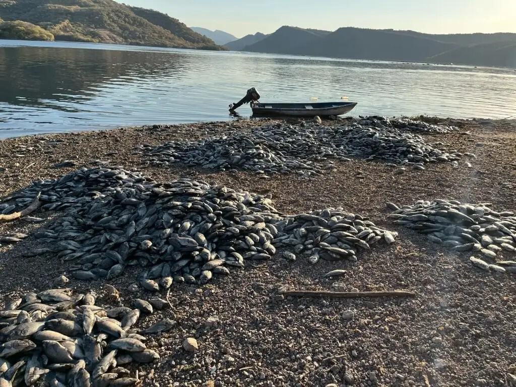 Fishermen from Cutzamala de Pinzón reported that about 100 tons of tilapia died in the El Gallo dam due to the lack of oxygenation of the water caused by the activity of the private hydroelectric plant Mexhidro.