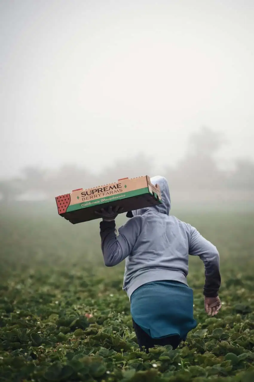 A migrant worker holding a wholesale box of strawberries as they walk through a field of the plants