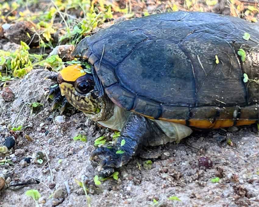 A Vallarta mud turtle 