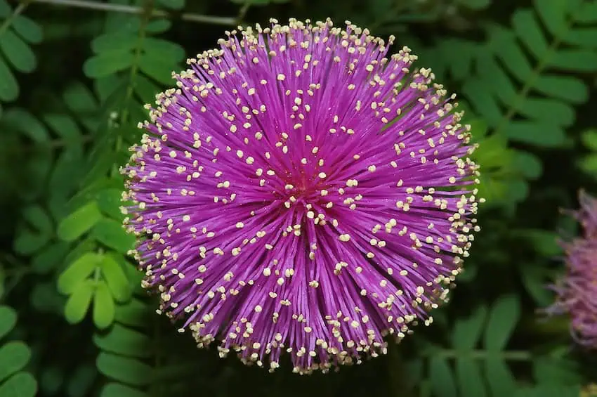 Mimosa Mexiae