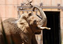 Ely the elephant splashes herself with dirt