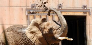 Ely the elephant splashes herself with dirt