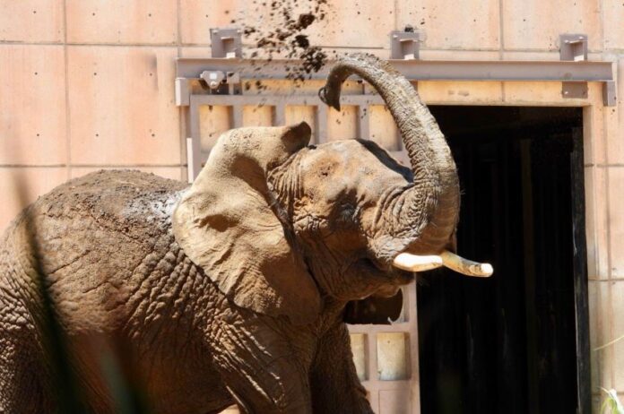 Ely the elephant splashes herself with dirt