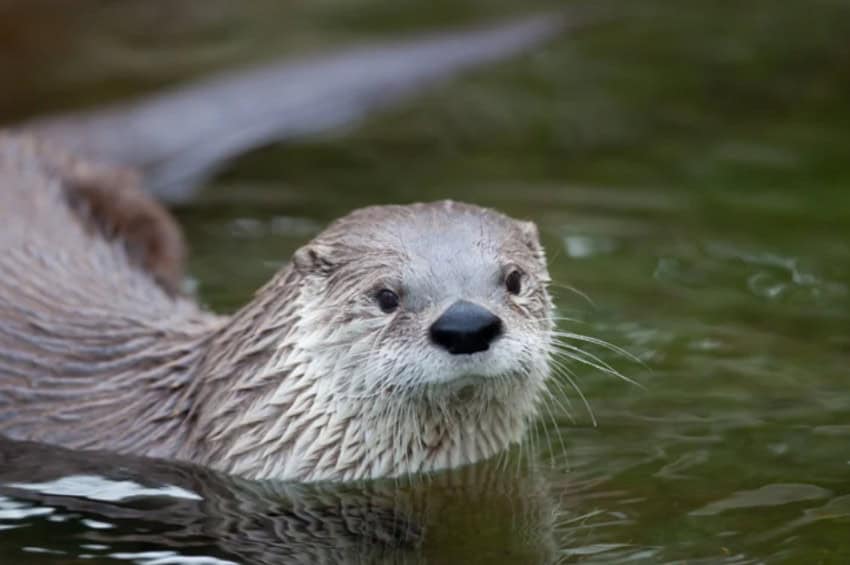 Otter swimming in water