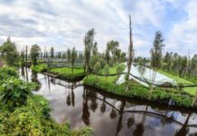 View of a Xochimilco chinampa across a canal