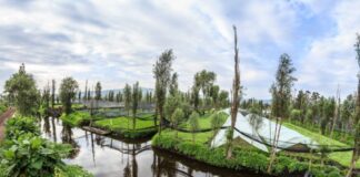 View of a Xochimilco chinampa across a canal