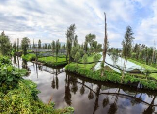 View of a Xochimilco chinampa across a canal