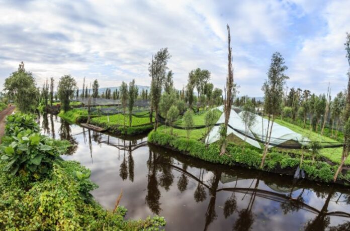 View of a Xochimilco chinampa across a canal