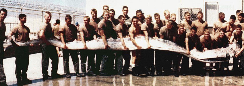 A horizontal line of about 25 Navy soldiers, all standing and holding a part of a giant dead oarfish in front of them.